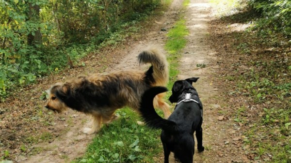 Hundefreilauffläche